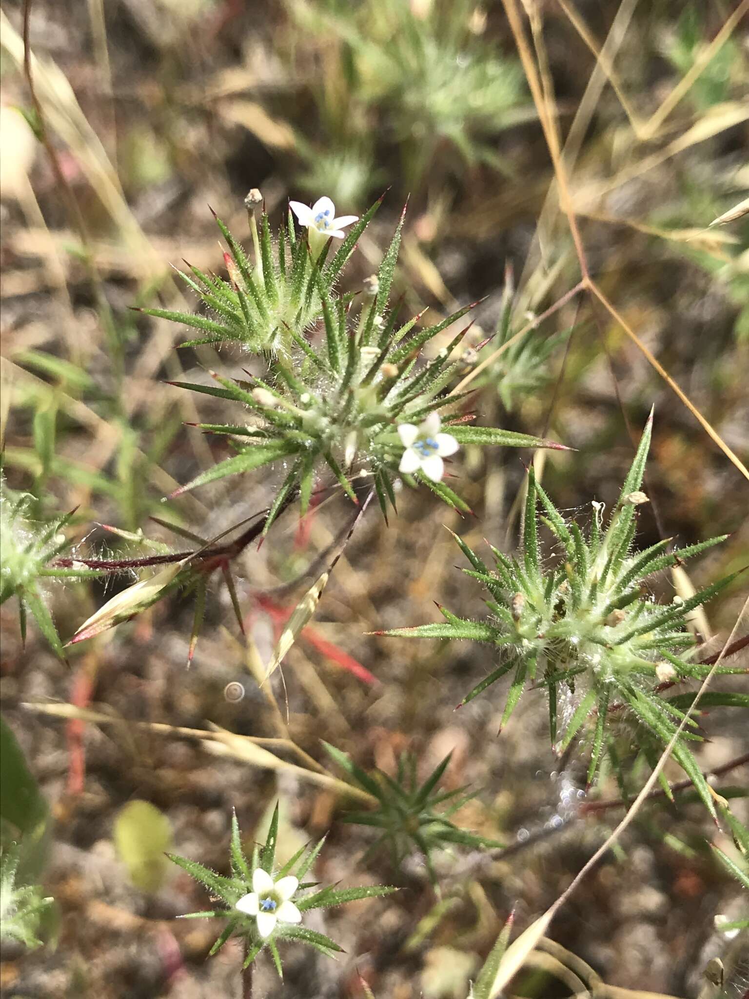 Image of Baja Pincushion-Plant