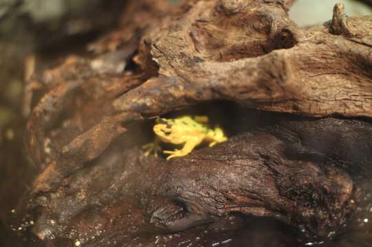 Image of Golden arrow poison frog