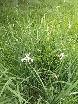 Image de Iris pseudonotha Galushko