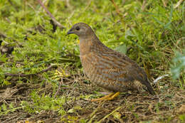 Image of Brown Quail