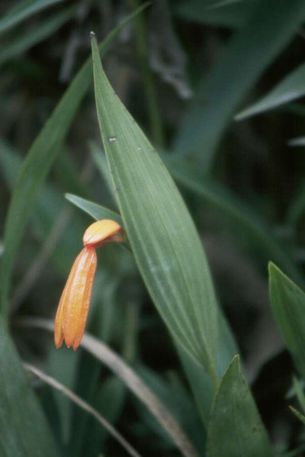 Image of Sobralia crocea (Poepp. & Endl.) Rchb. fil.