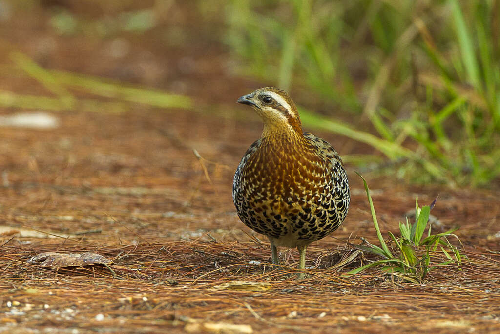 Imagem de Bambusicola fytchii Anderson 1871