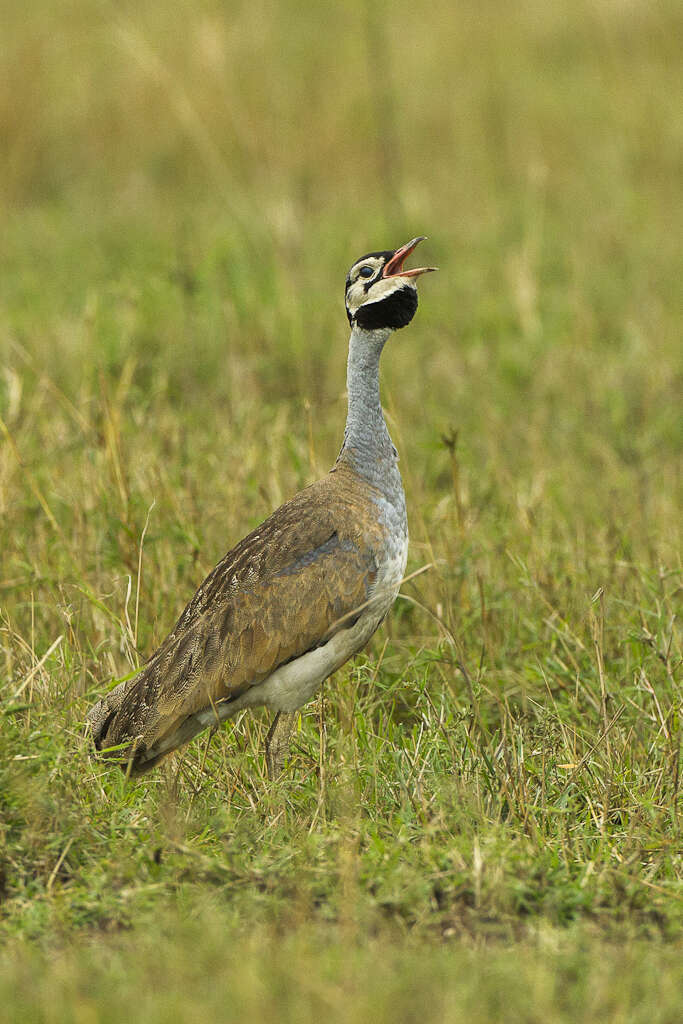 Imagem de Eupodotis senegalensis (Vieillot 1821)