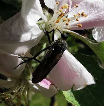 Image of Empis ciliata Fabricius 1787