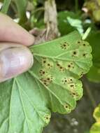 Image of Puccinia pelargonii-zonalis Doidge 1926