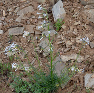 Image of scarlet gilia