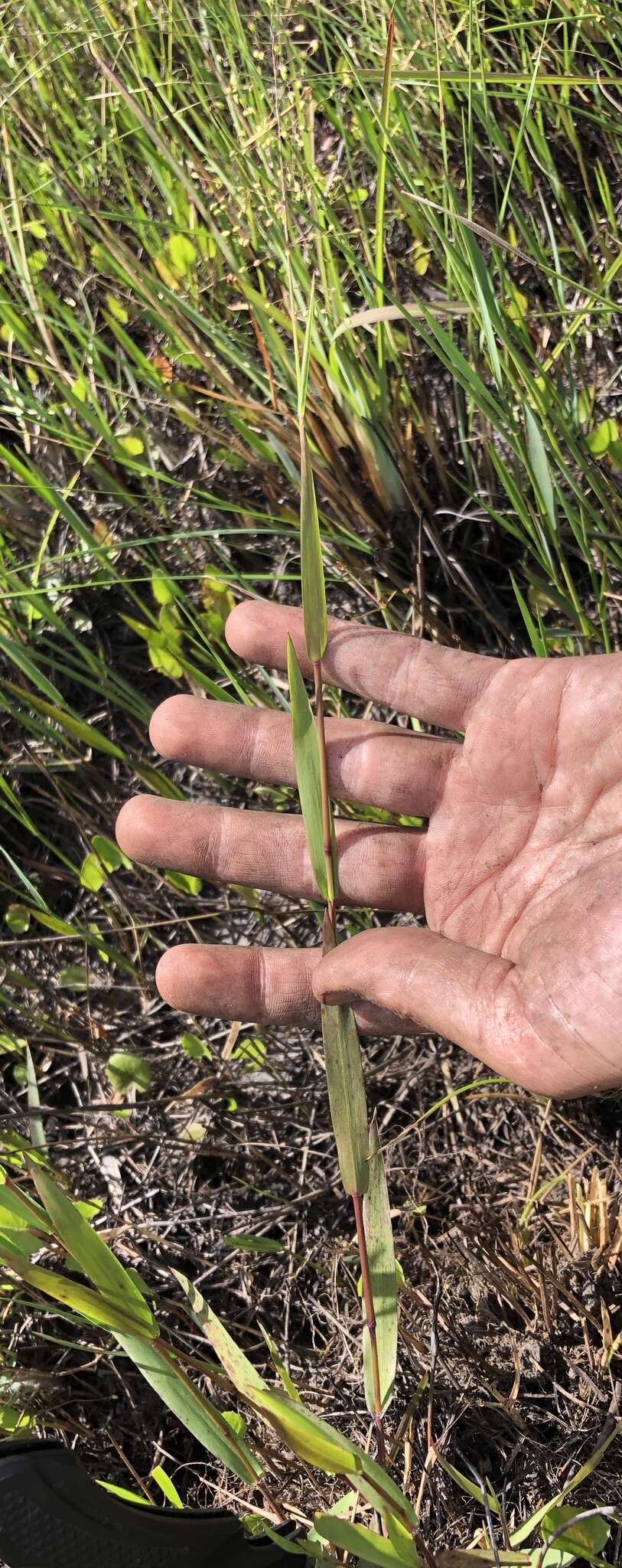 Image of Cypress Rosette Grass
