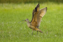 Image of Long-billed Curlew