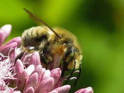 Image of Broad-handed Leaf-cutter Bee