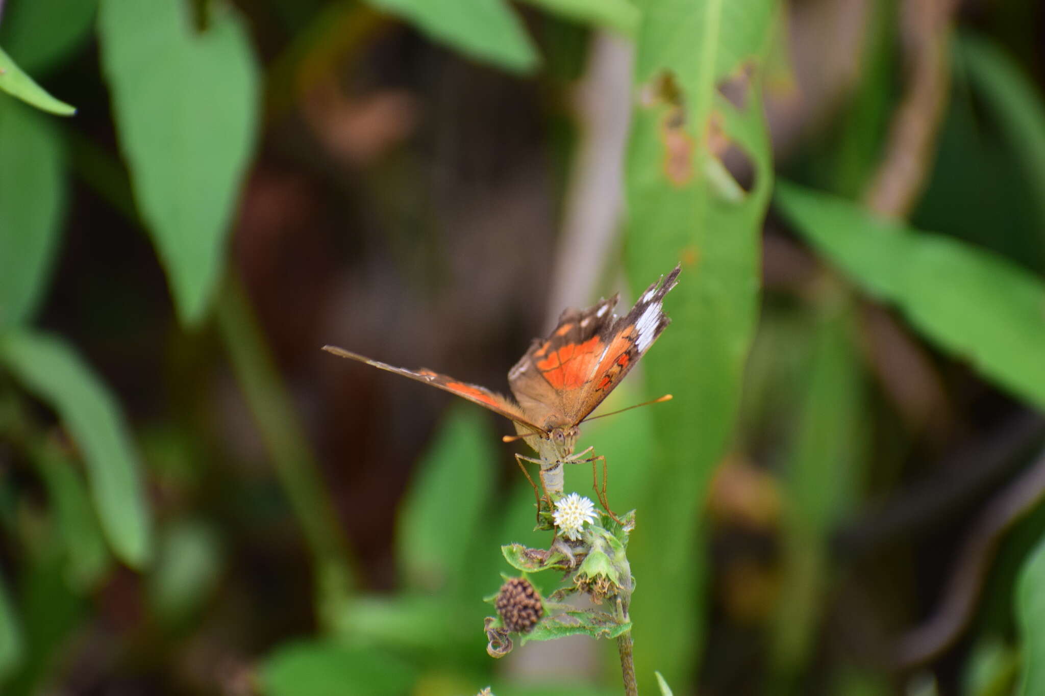 Plancia ëd Anartia amathea roeselia Eschscholtz 1821