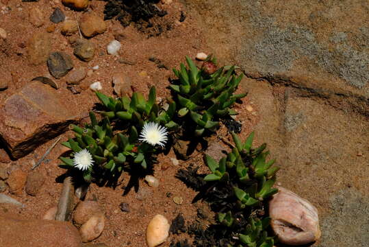 Image of Khadia borealis L. Bol.