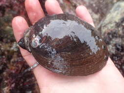 Image of Black Abalone