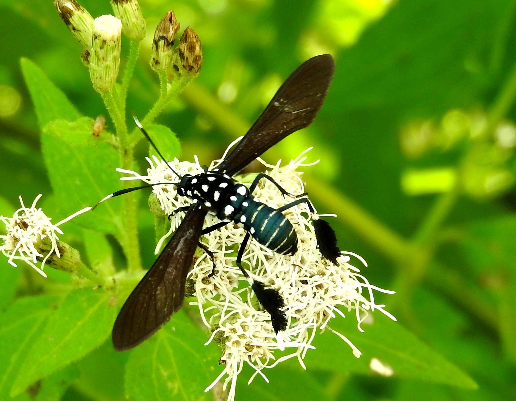 Image of Horama plumipes Drury 1773