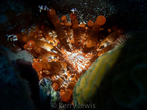 Image of blunt-tentacled anemone