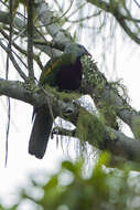 Image of Wompoo Fruit Dove