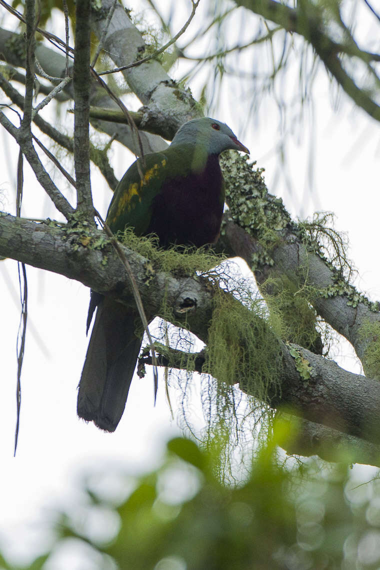 Image of Wompoo Fruit Dove