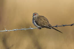 Image of Diamond Dove