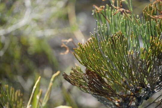 Image of Franklandia fucifolia R. Br.