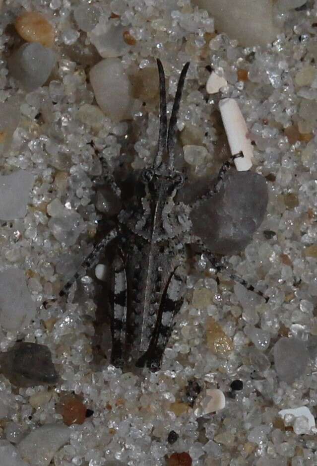 Image of Longhorn Band-wing Grasshopper