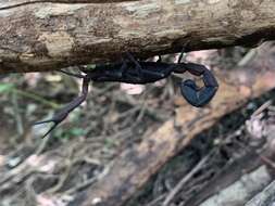 Image of Tityus perijanensis González-Sponga 1994