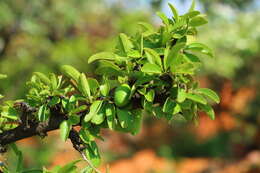 Image of Ximenia caffra Sond.