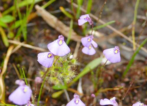 Image of Utricularia barkeri R. W. Jobson