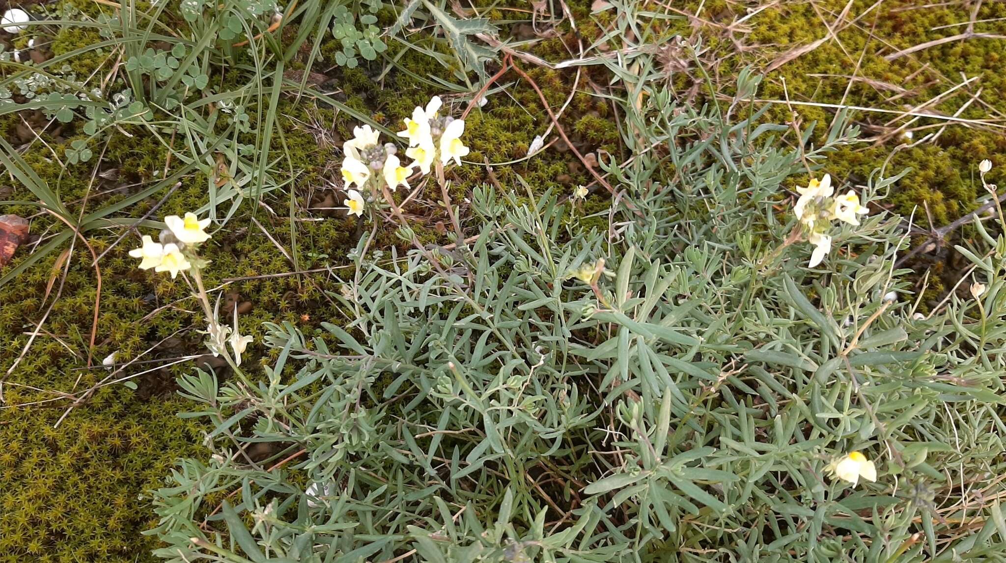 صورة Linaria supina subsp. maritima (DC.) M. Lainz