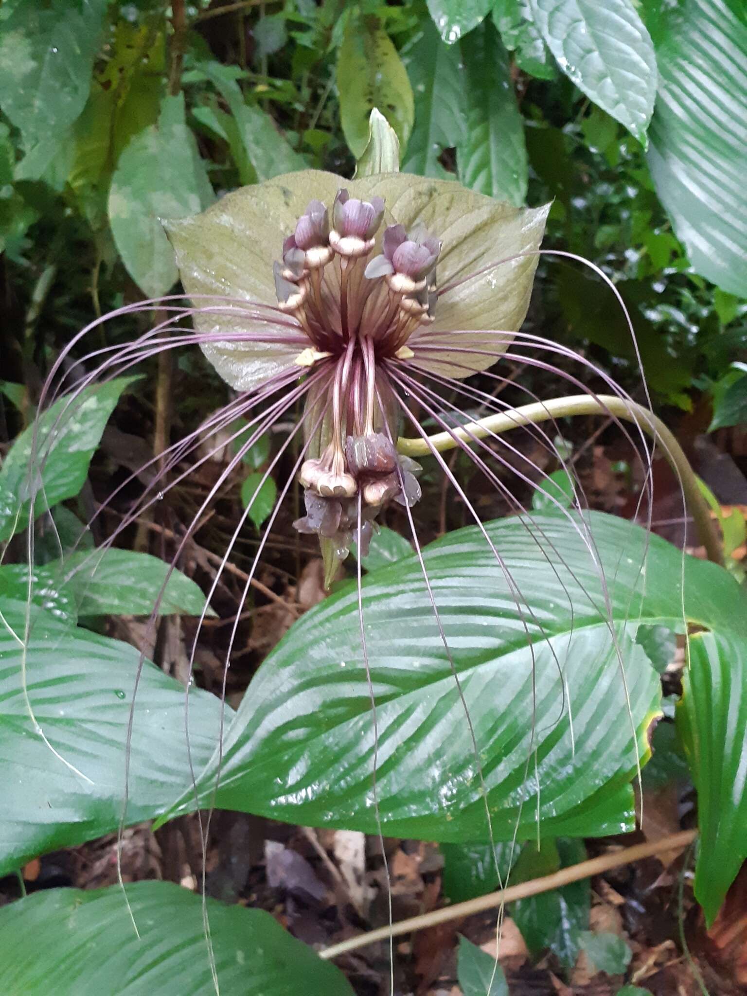 Image of black bat flower