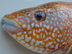 Image of Ballan Wrasse