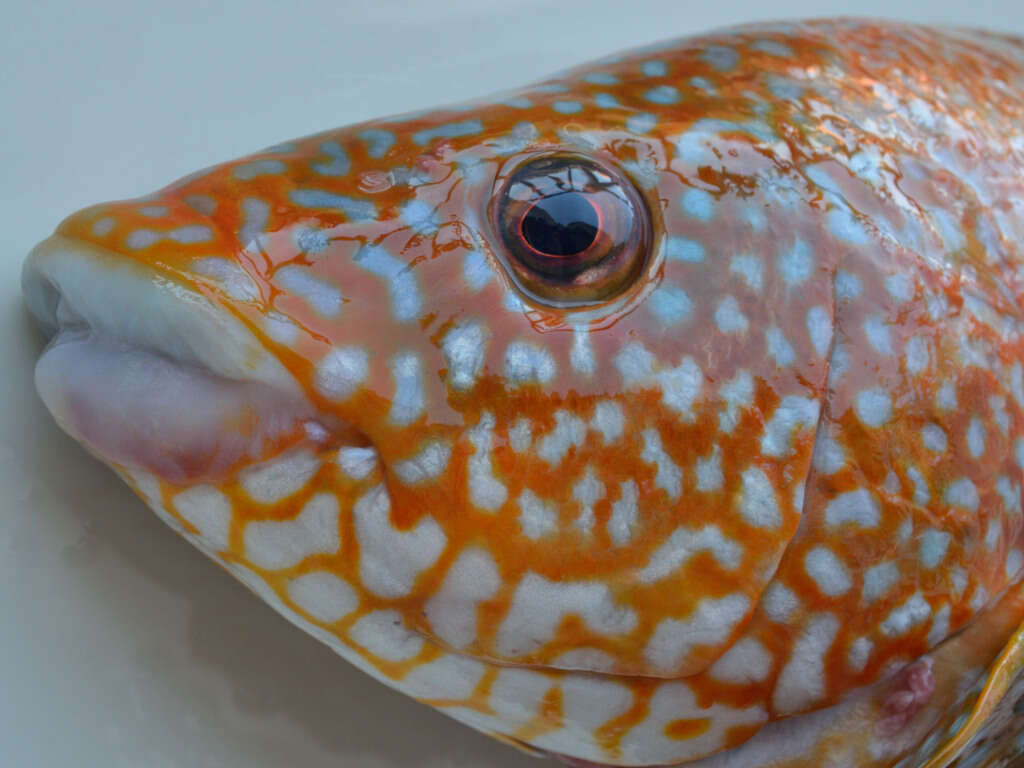 Image of Ballan Wrasse