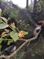 Image of Euonymus echinatus Wall.