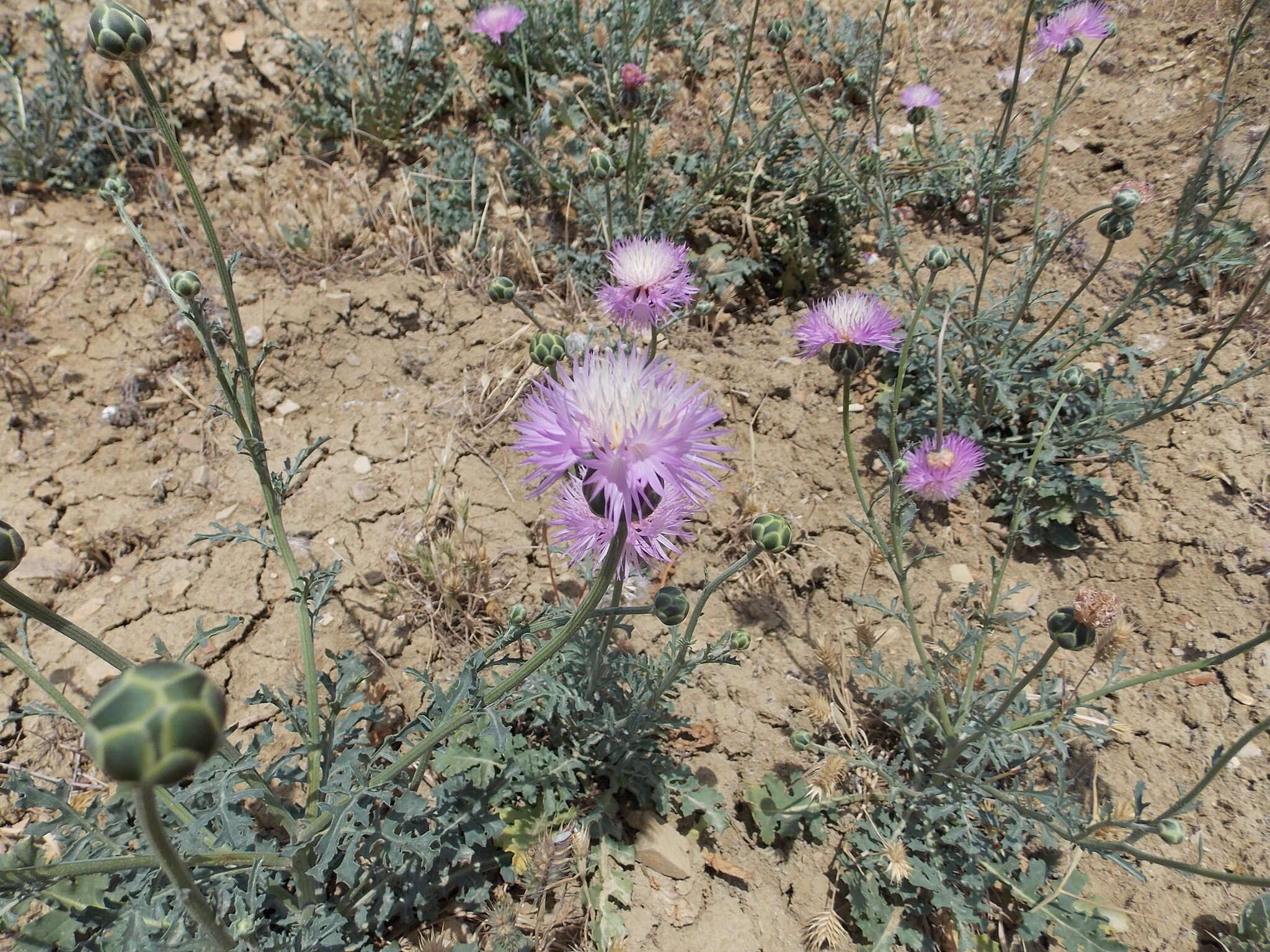 Image of Amberboa glauca (Willd.) Grossh.