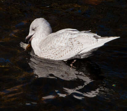 Image of Iceland Gull