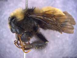 Image of Bumblebees