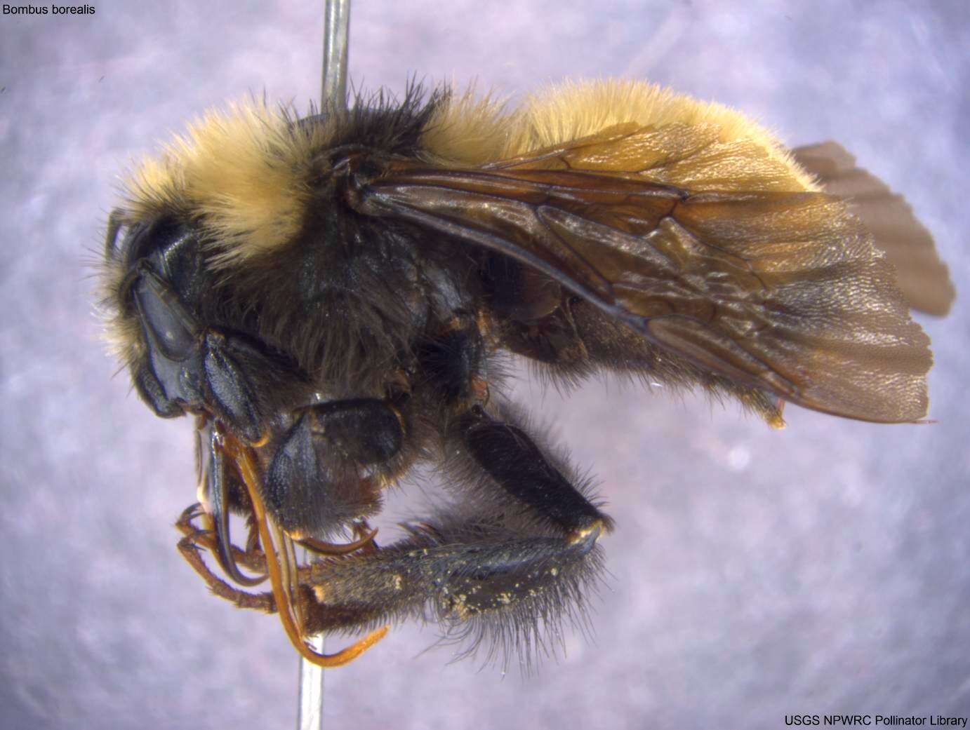 Image of Bumblebees