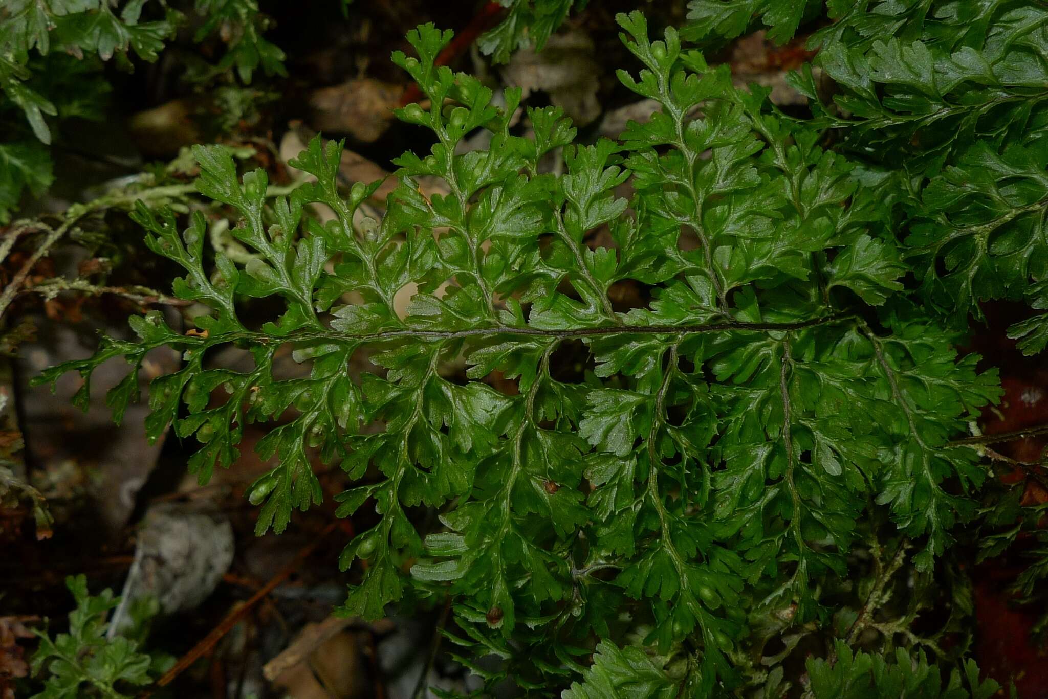 Image de Hymenophyllum deplanchei Mett. ex Kuhn