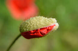 Image of corn poppy