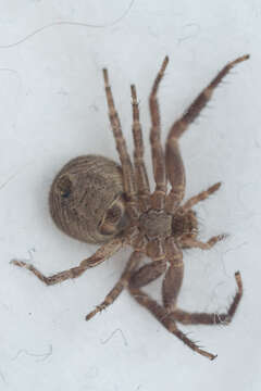 Image of common crab spider