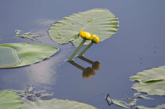 Image of Yellow Water-lily