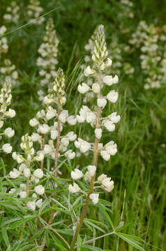 Image of sulphur lupine