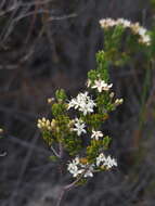 Image of Agathosma blaerioides Cham.