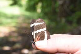 Image of Heliconius hewitsoni Staudinger 1875