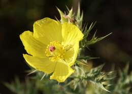 Image of Mexican pricklypoppy