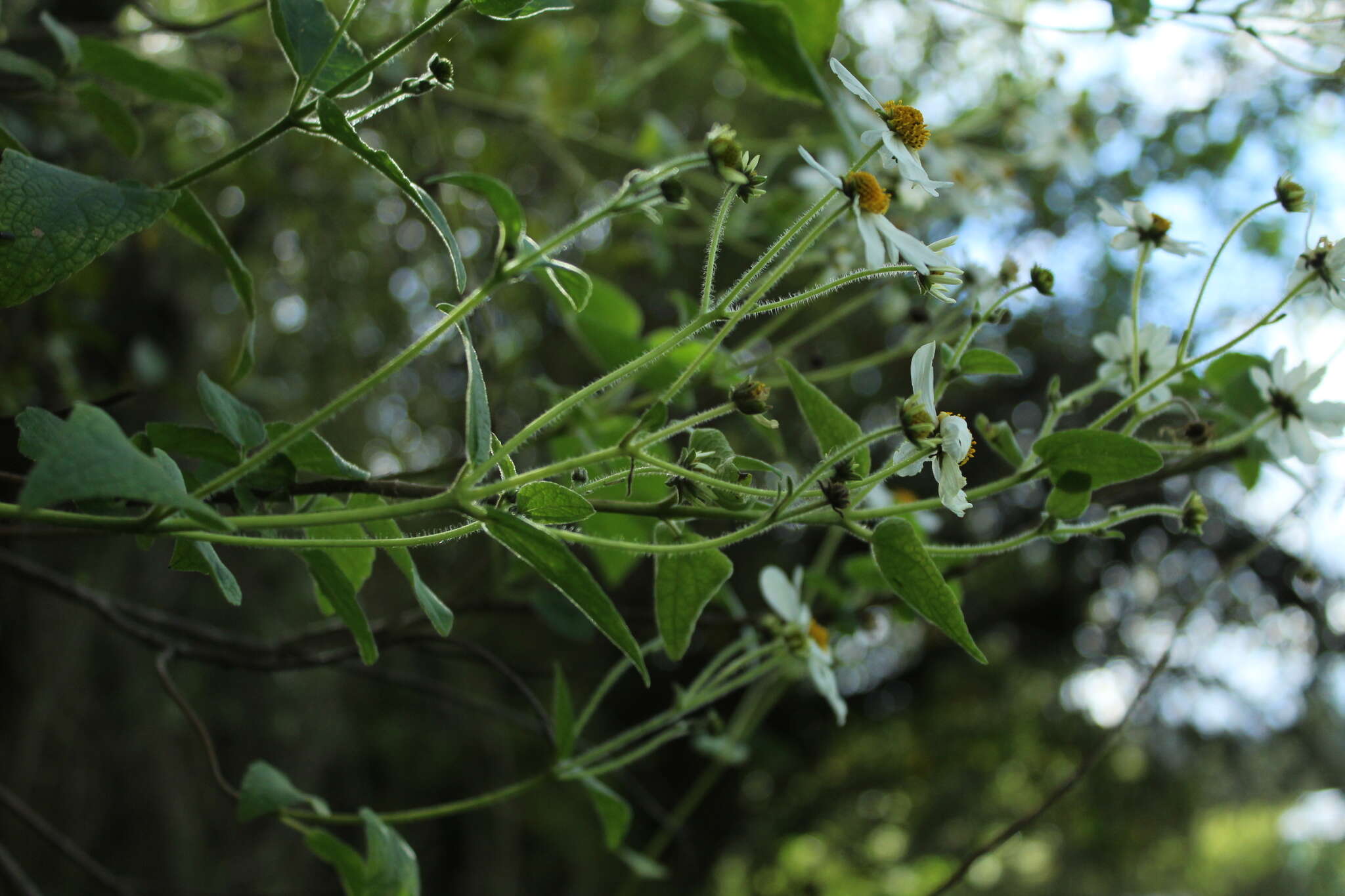 Image of Montanoa ovalifolia (DC.) C. Koch