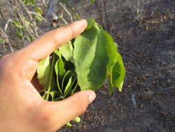 Image of Cissus decidua J. A. Lombardi