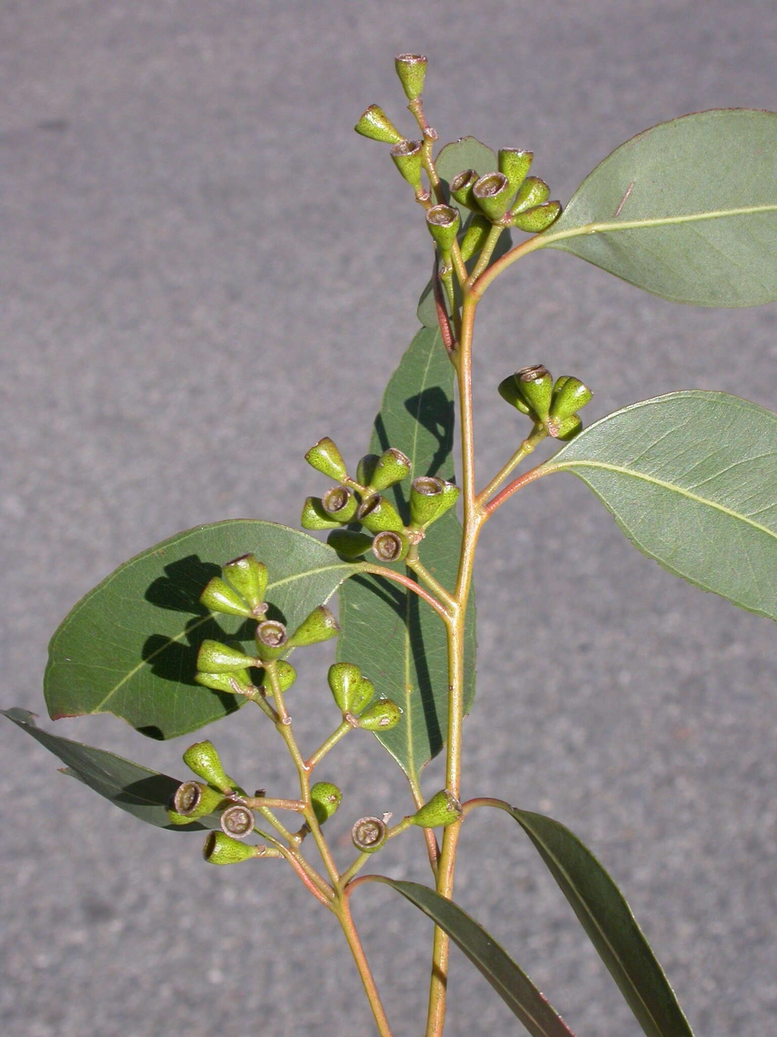 Image of Eucalyptus rudderi Maiden