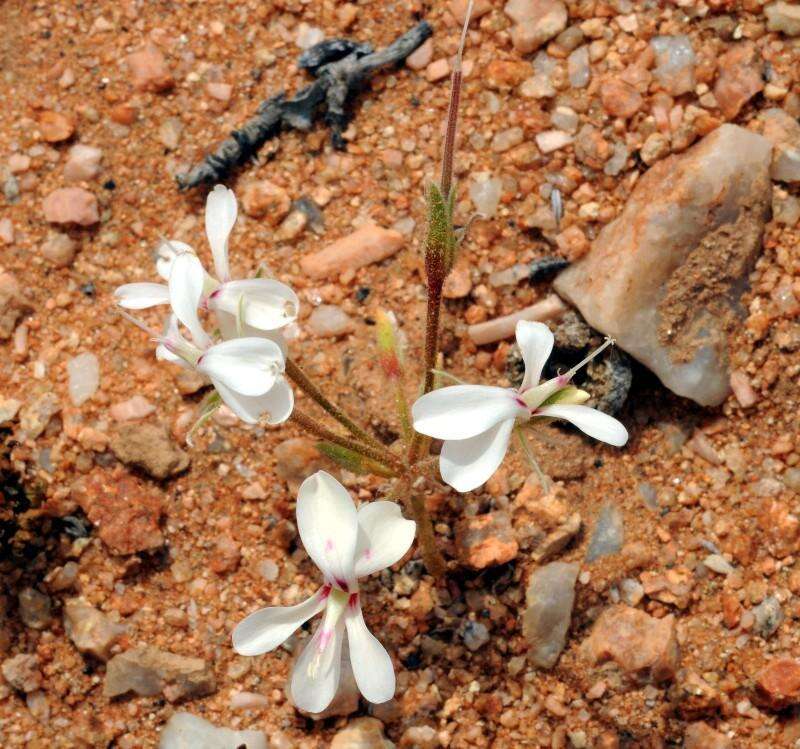 Image of Pelargonium grenvilleae (Andr.) Harv.