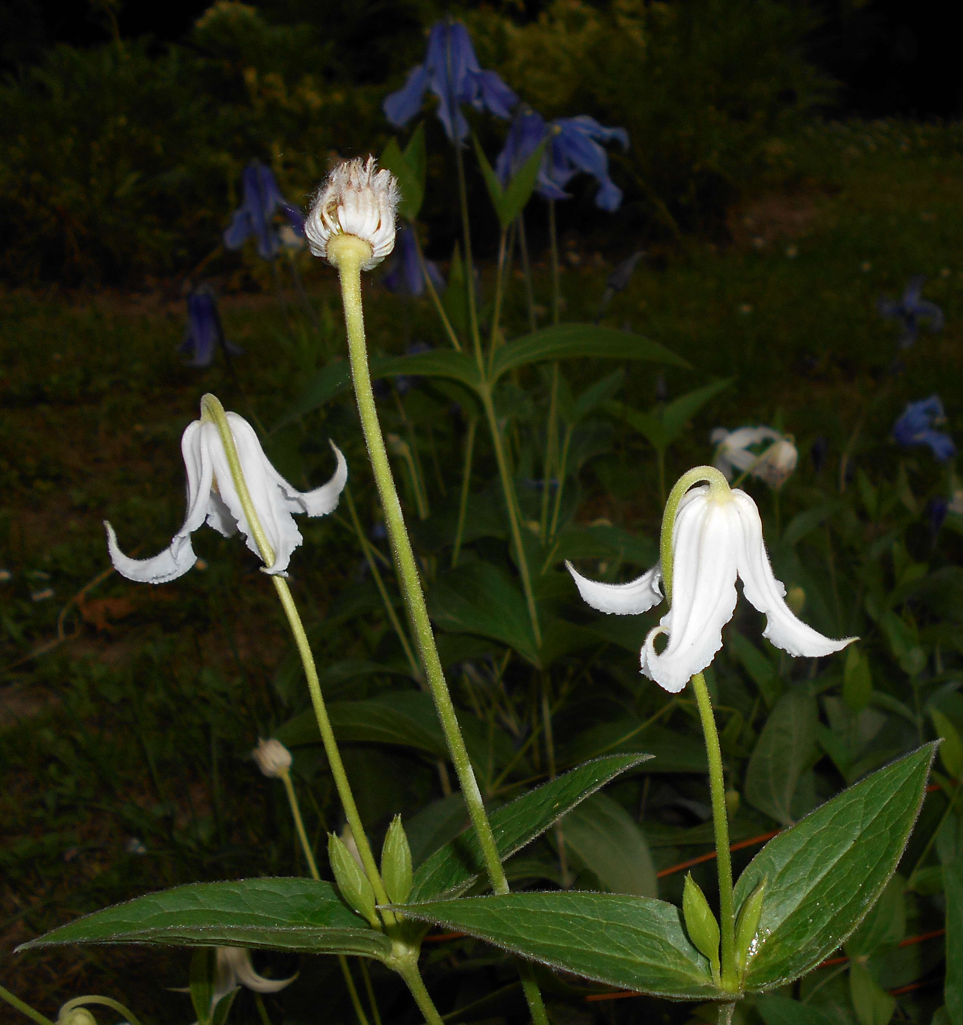 Imagem de Clematis integrifolia L.