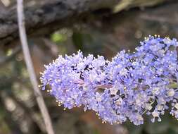 Image of woolyleaf ceanothus