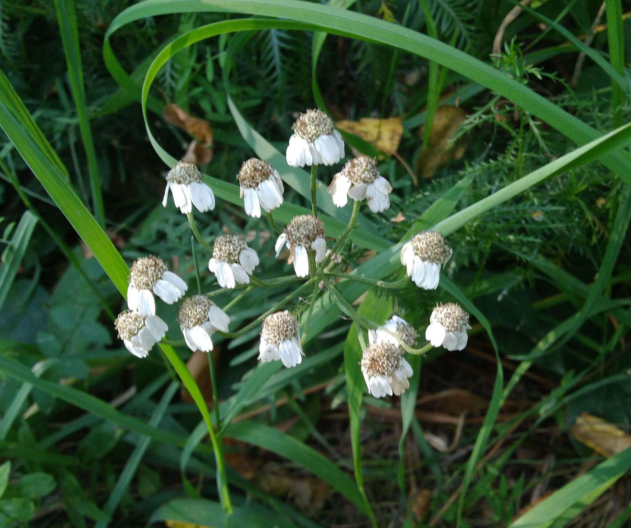 Sivun Achillea impatiens L. kuva